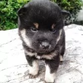 柴犬(標準サイズ)