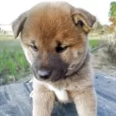 柴犬(標準サイズ)【愛媛県・女の子・2025年10月1日・赤】の写真1「色合いのいい美人さんです。」