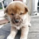 柴犬(標準サイズ)