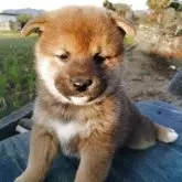 柴犬(標準サイズ)【愛媛県・男の子・2025年10月1日・赤】の写真1「ニヒルな男前です。」