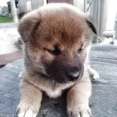 柴犬(標準サイズ)