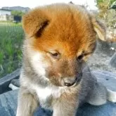 柴犬(標準サイズ)【愛媛県・男の子・2025年10月1日・赤】の写真3「大きな頭です。」