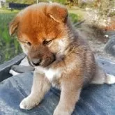 柴犬(標準サイズ)【愛媛県・男の子・2025年10月1日・赤】の写真4「左側です。」