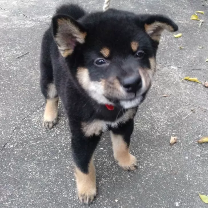 ID:2410-01792の子犬