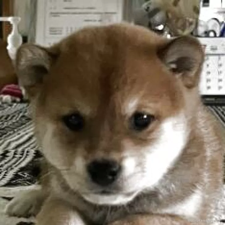 T.M 様のお迎えした子犬