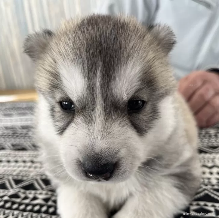 菊地モモ 様のお迎えした子犬