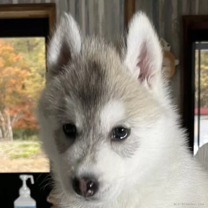 うた 様のお迎えした子犬