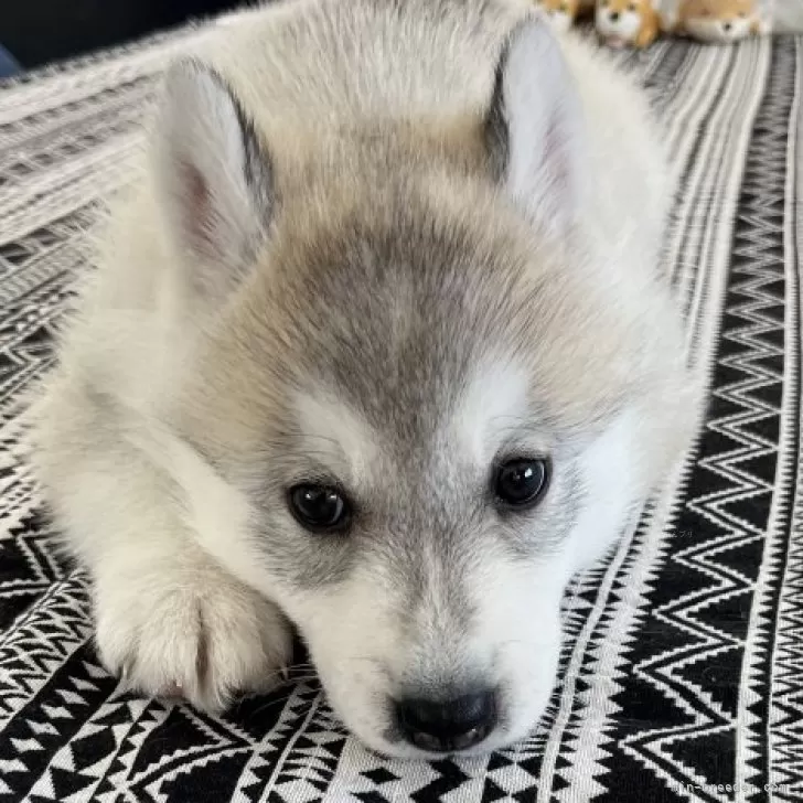 ID:2503-04971の子犬
