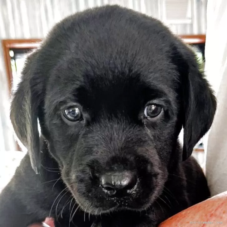 ID：2508-04976の子犬