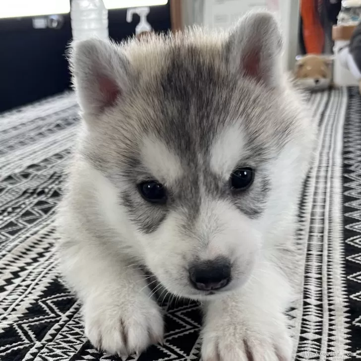 リョウ 様のお迎えした子犬