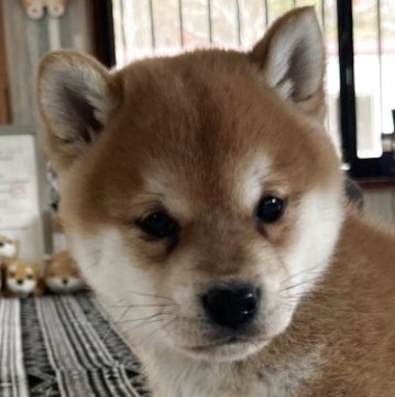 柴犬(標準サイズ)【北海道・男の子・2025年9月6日・赤】の写真「たぬき顔の可愛い男の子💕」