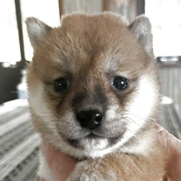 豆柴【北海道・女の子・2025年10月17日・赤】の写真「可愛い極小サイズの女の子💕」