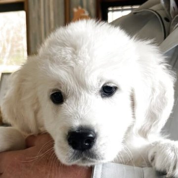 ゴールデンレトリバー【北海道・男の子・2025年8月30日・クリーム】の写真「可愛いヨーロピアンゴールデン💕」