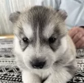 シベリアンハスキー【北海道・女の子・2025年1月4日・シルバー&ホワイト】の写真1
