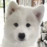 サモエド