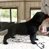 ラブラドールレトリバー【北海道・女の子・2025年4月19日・ブラック】の写真2