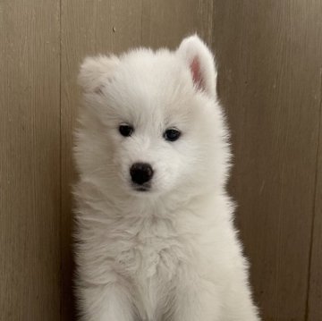 サモエド【北海道・女の子・2024年5月26日・白】の写真「毛量の多い可愛いサモエド💕」