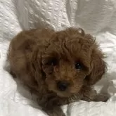 タイニープードル