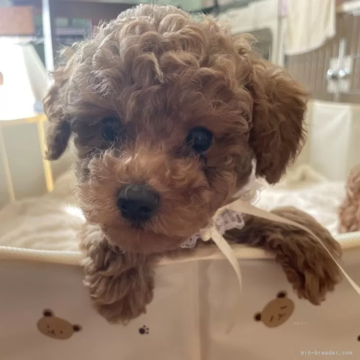 JU 様のお迎えした子犬