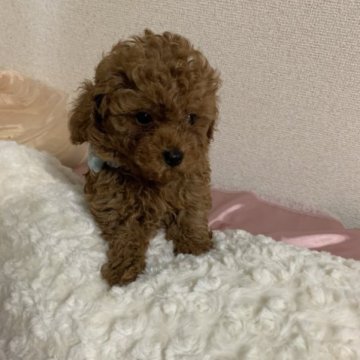 トイプードル(タイニー)【群馬県・男の子・2023年3月21日・レッド】の写真「胴短め、小ぶりで小顔です☺️小さめタイニー予想です」