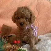 タイニープードル【群馬県・男の子・2023年9月18日・レッド】の写真1