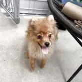 ポメラニアン【鹿児島県・女の子・2025年6月3日・オレンジ】の写真2「お顔がお猿さん🐵」