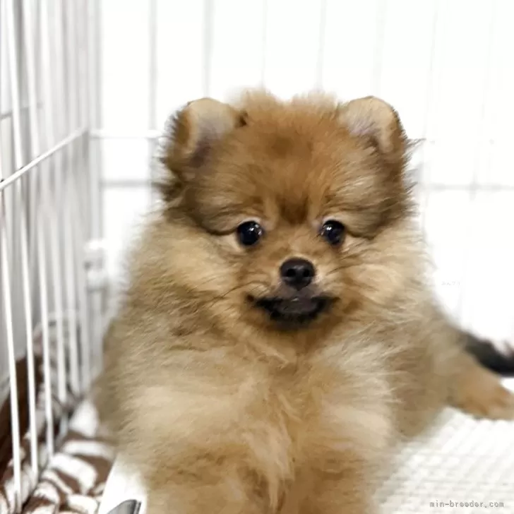 ポメラニアン【鹿児島県・女の子・2025年6月3日・オレンジ】の写真1