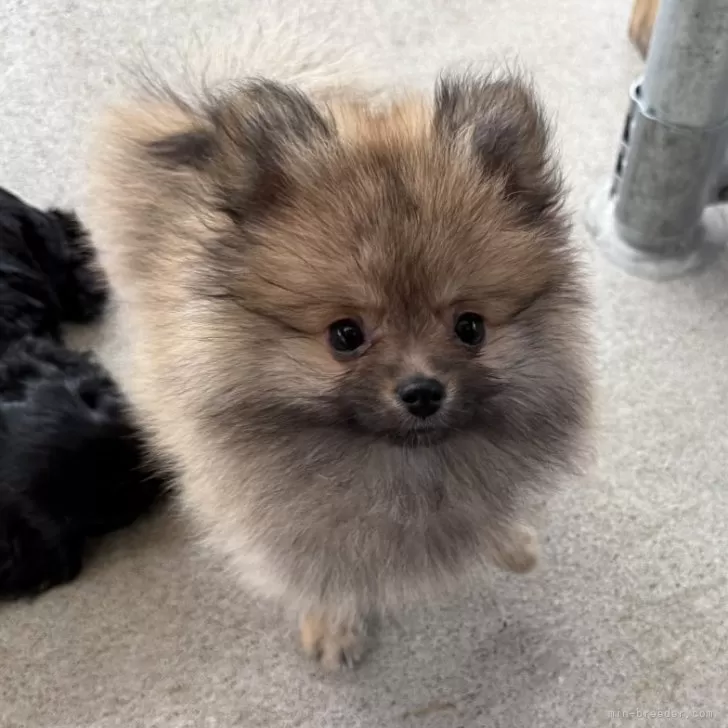 ID:2410-01462の子犬
