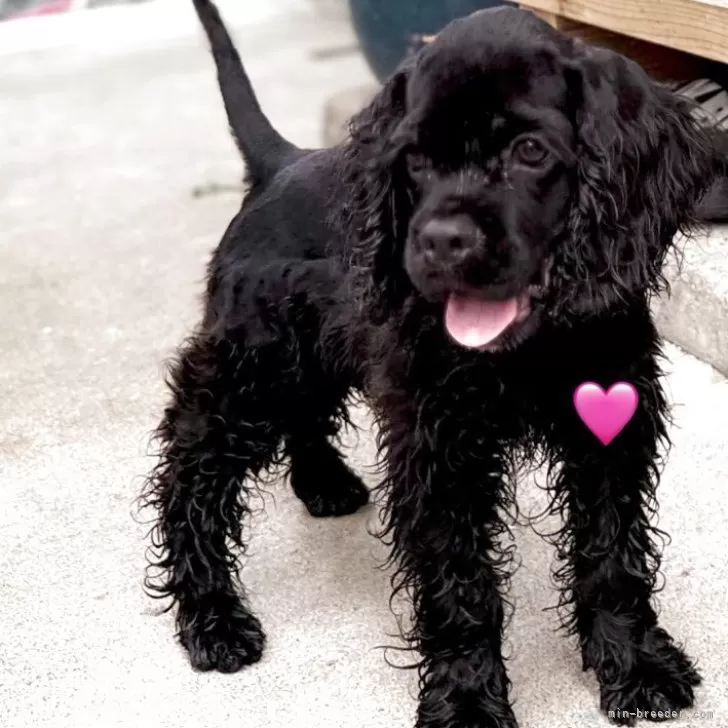 ID:2506-04642の子犬