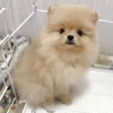 ポメラニアン