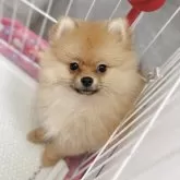 ポメラニアン