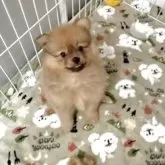 ポメラニアン【鹿児島県・女の子・2025年6月3日・オレンジ】の写真7