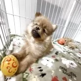 ポメラニアン【鹿児島県・女の子・2025年6月3日・オレンジ】の写真8