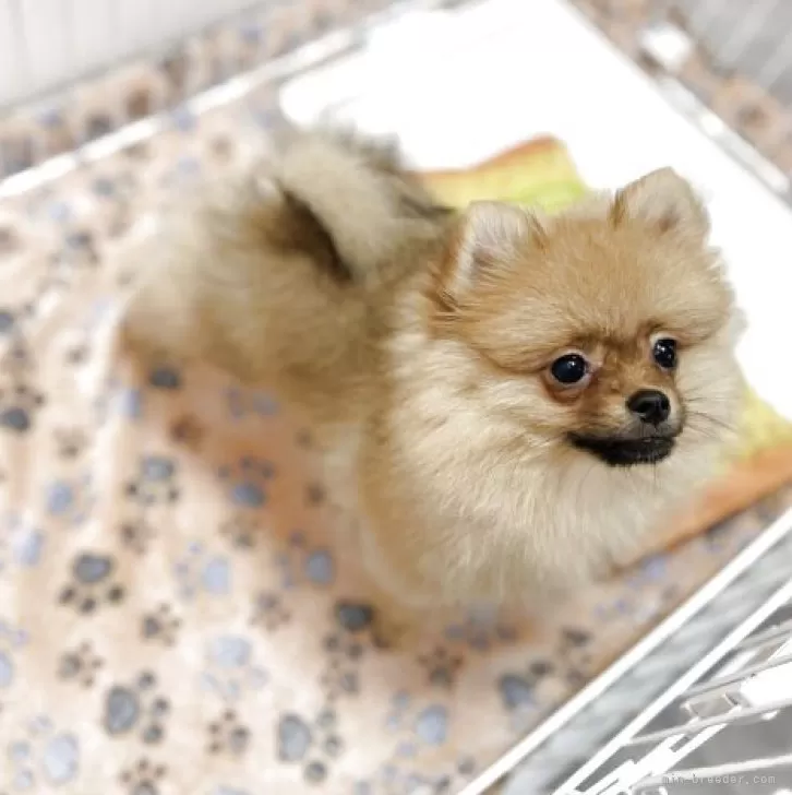 ポメラニアン【鹿児島県・女の子・2025年7月15日・オレンジ