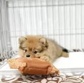 ポメラニアン【鹿児島県・女の子・2025年6月3日・オレンジ】の写真6