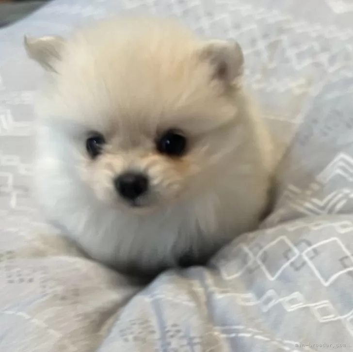 ID：2410-01455の子犬