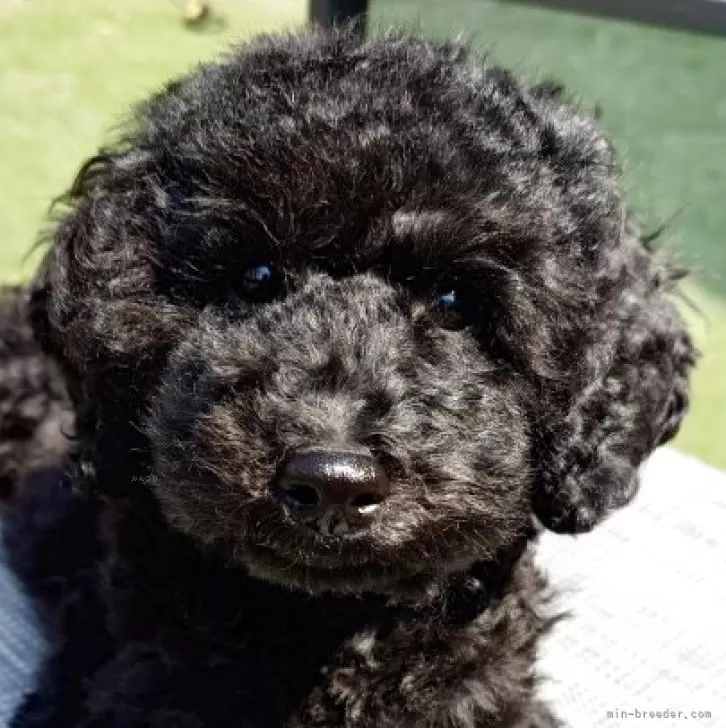 ID：2503-05841の子犬