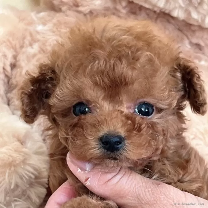 ID:2502-02568の子犬