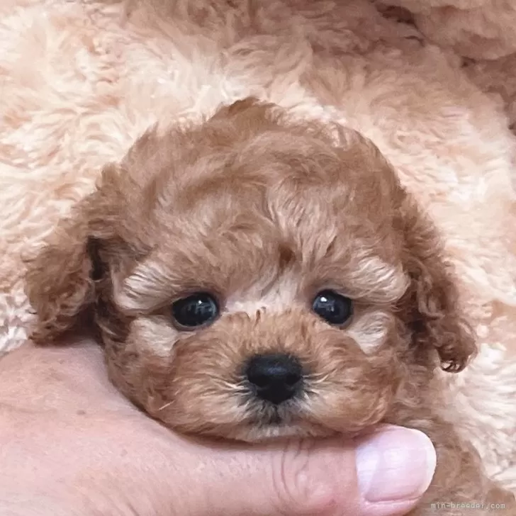 ID:2411-04124の子犬