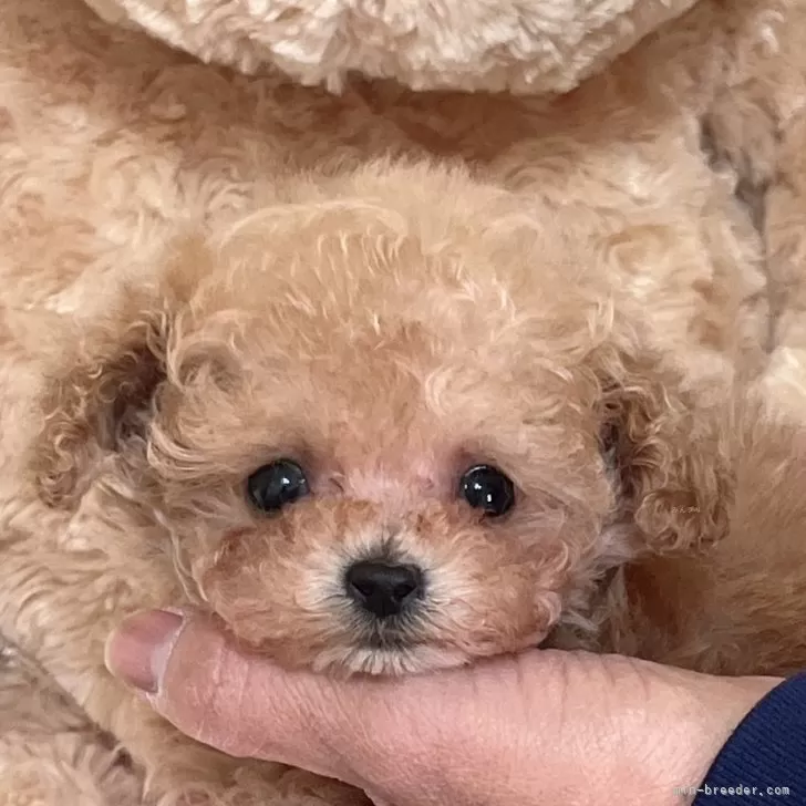 A.K 様のお迎えした子犬