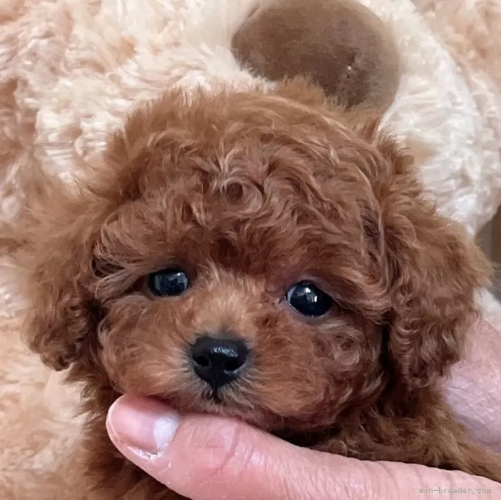 T.O 様のお迎えした子犬