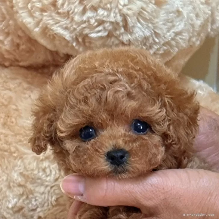 A.S 様のお迎えした子犬