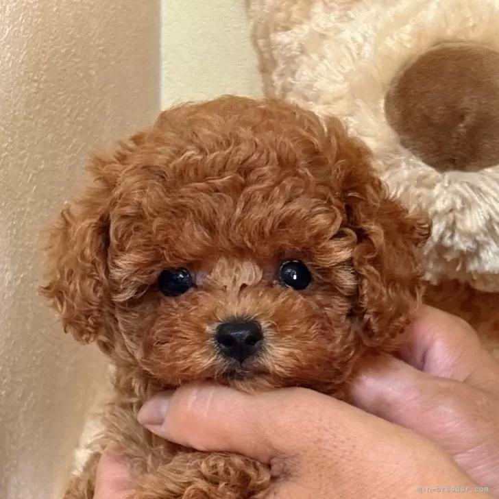 S.S 様のお迎えした子犬