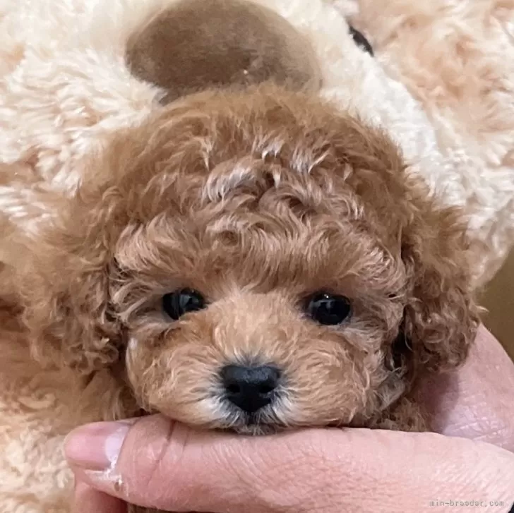 T.S 様のお迎えした子犬