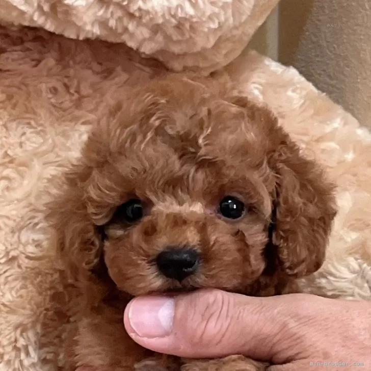 ID:2504-00408の子犬