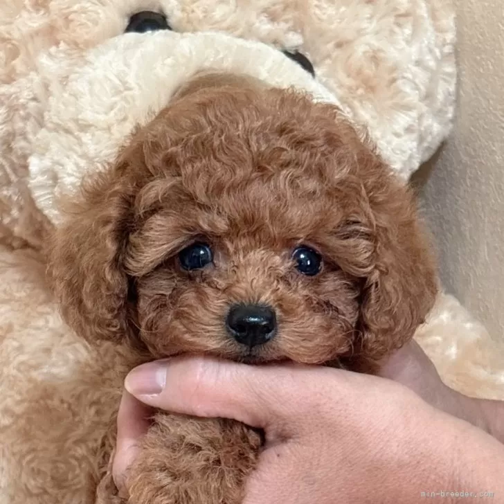 ID：2510-01103の子犬