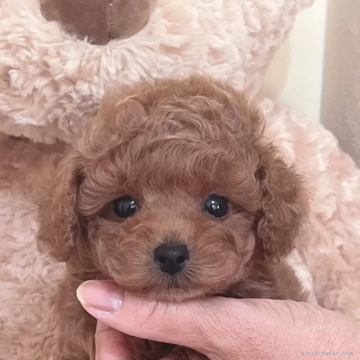 ID：2411-04557の子犬