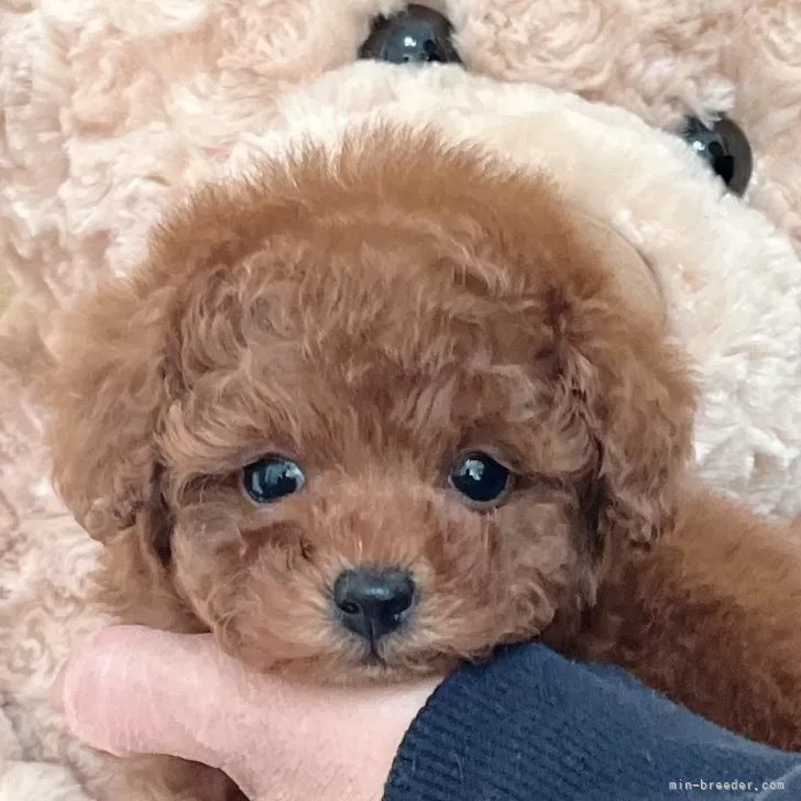 ID:2502-00088の子犬