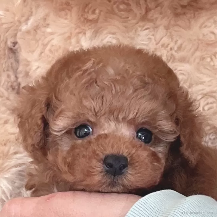 ID：2411-07296の子犬