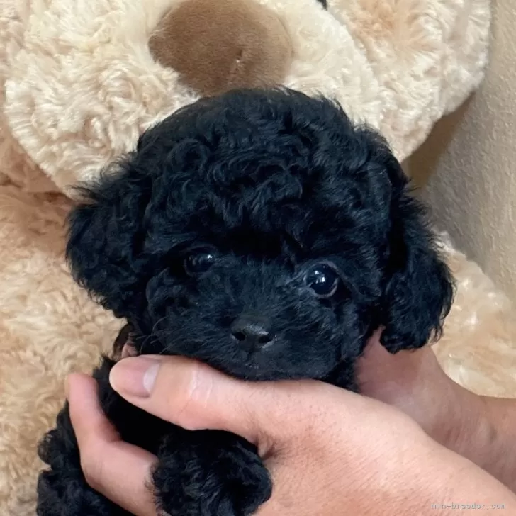 Y.K 様のお迎えした子犬